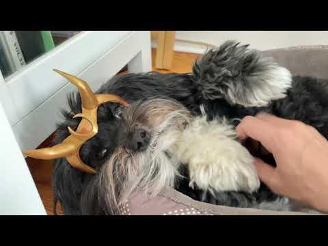 "Loki Variant" Dog Cosplay