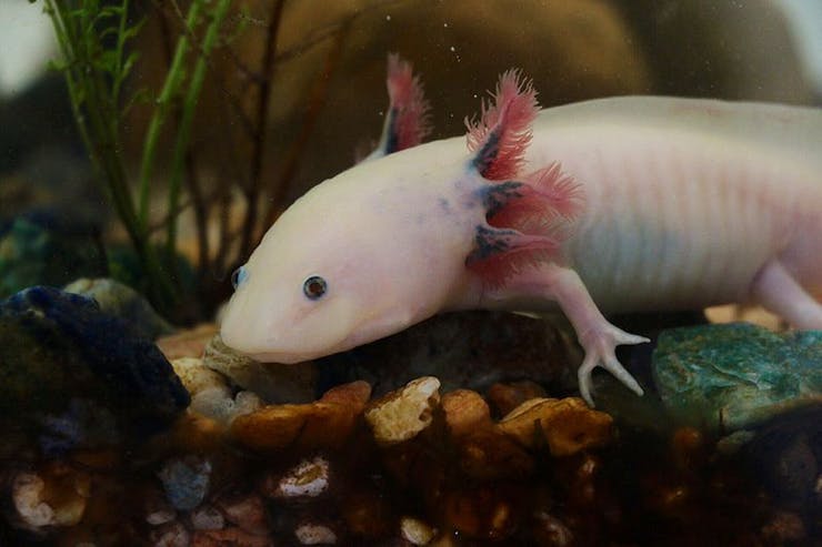800px-axolotl_ambystoma_mexicanum_anfibio_asag_avQLte5Y1G.jpg