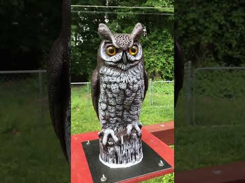 Completed Automated Owl Scarecrow