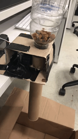 Dog Feeder GIF - Find &amp;amp; Share on GIPHY