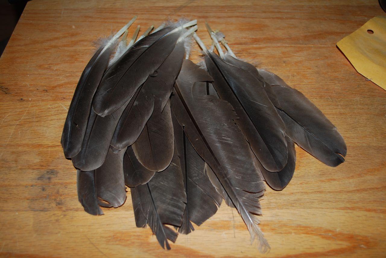 Feathers.jpg