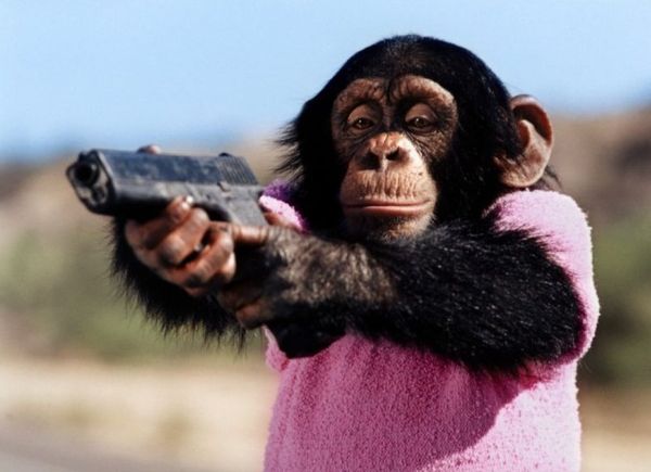Funny-monkey-with-gun.jpg