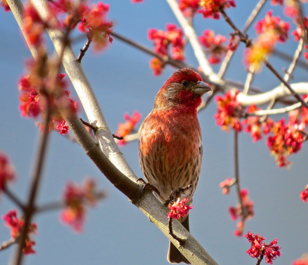 House Finch UVic.jpg