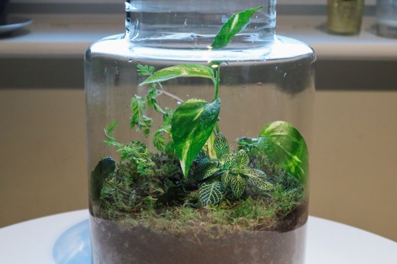 Kids DIY - Planting 4 800x533.jpg