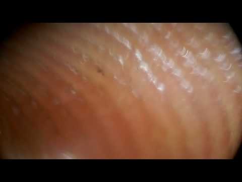 Macro Lens from Old Phone (narrow side down)