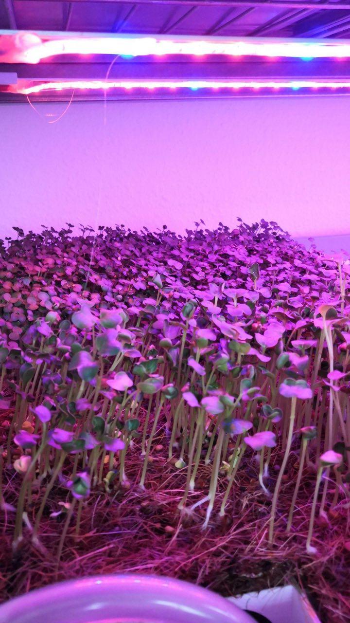 Microgreens Box Foto 002.jpeg