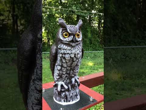 Owlbert Vibration Motor Bouncing