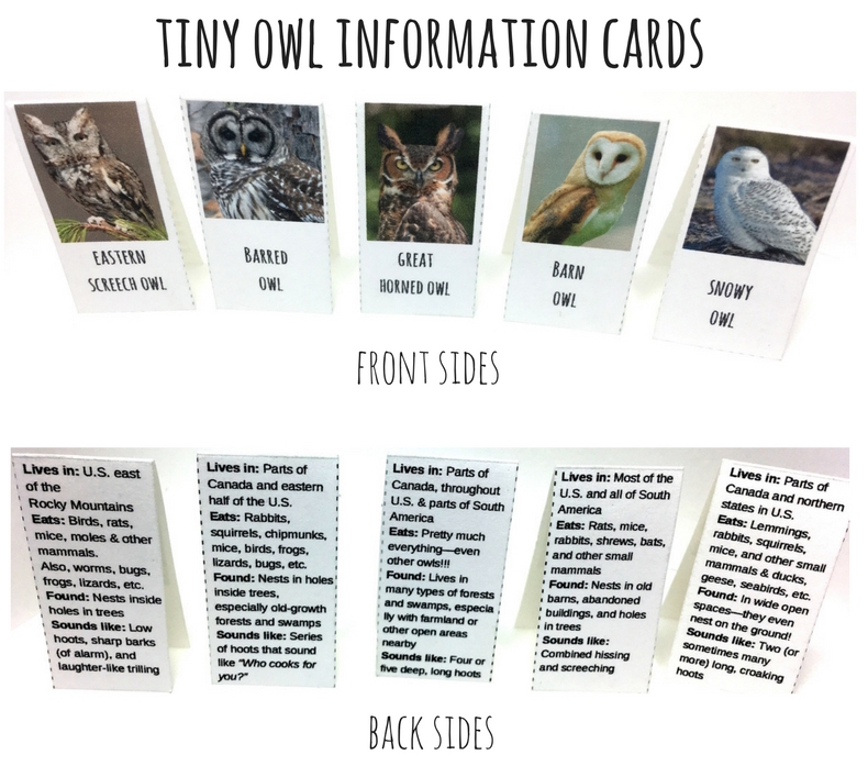 Tiny Owl Info Cards Front and Back.jpg