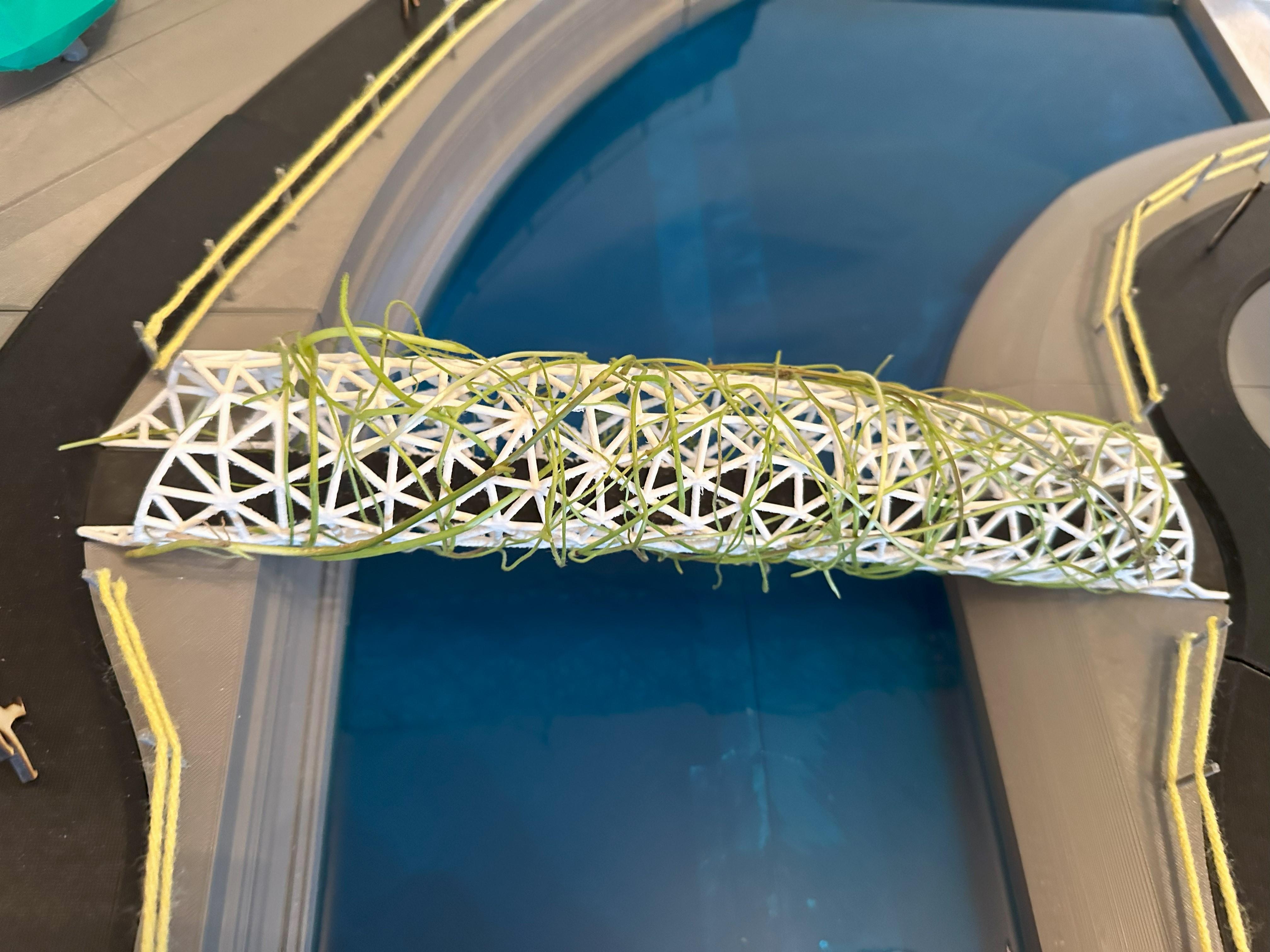 Top Vines Close Up.jpg