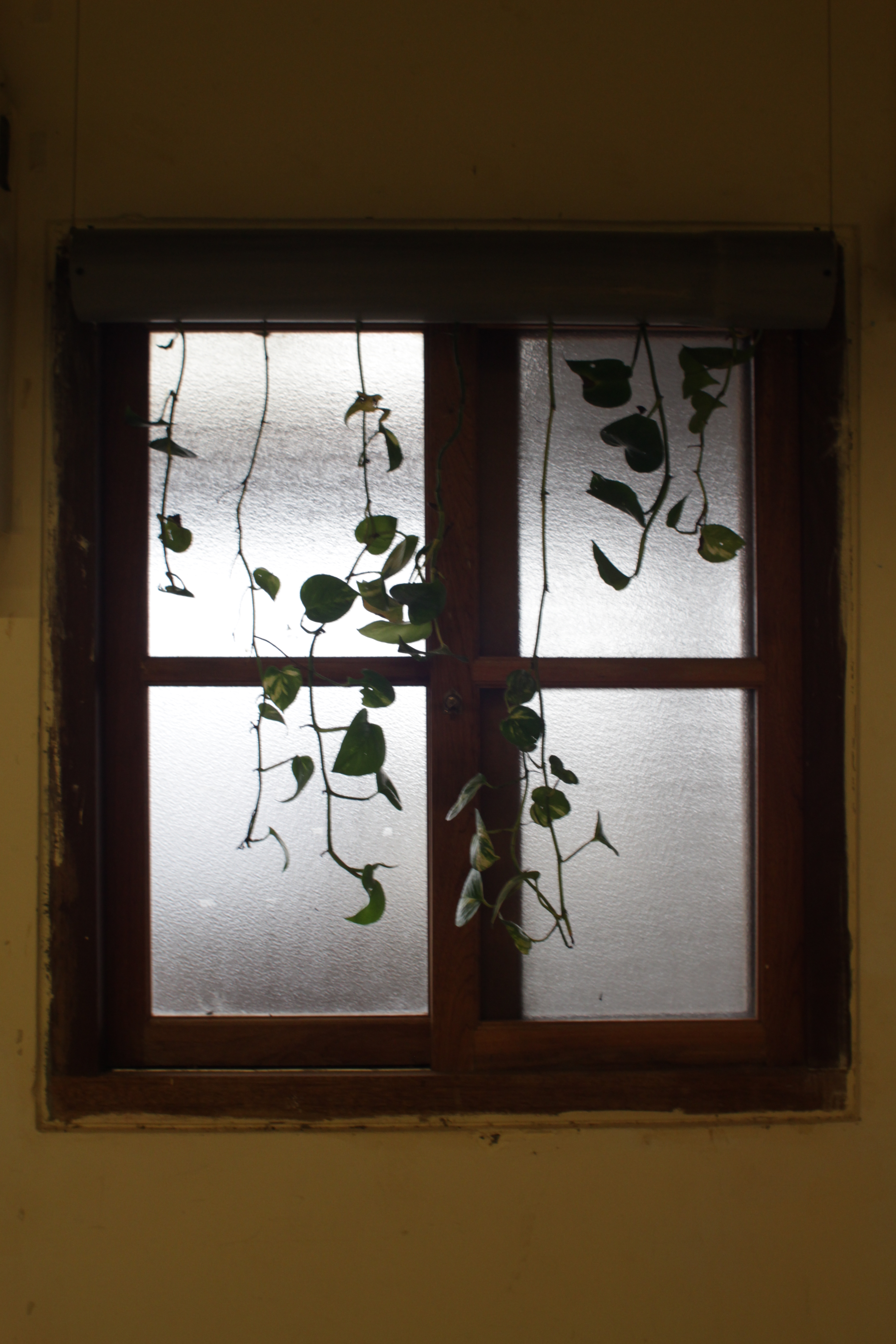 Vine Curtains 008b.JPG