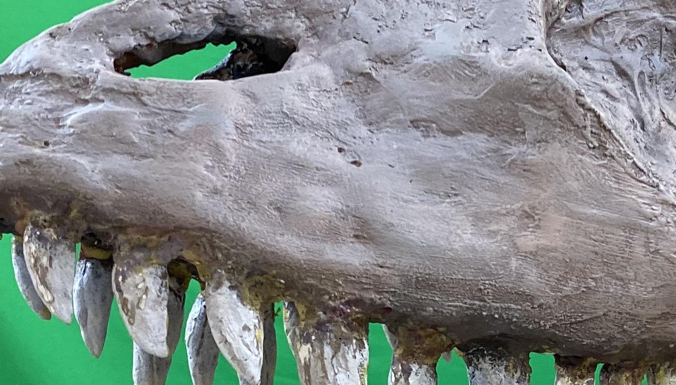 another closeup other side paintjob.jpg