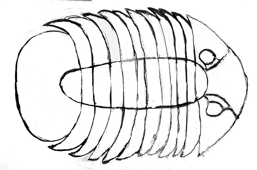 cleaned up trilobite template resized nine inches long.jpg
