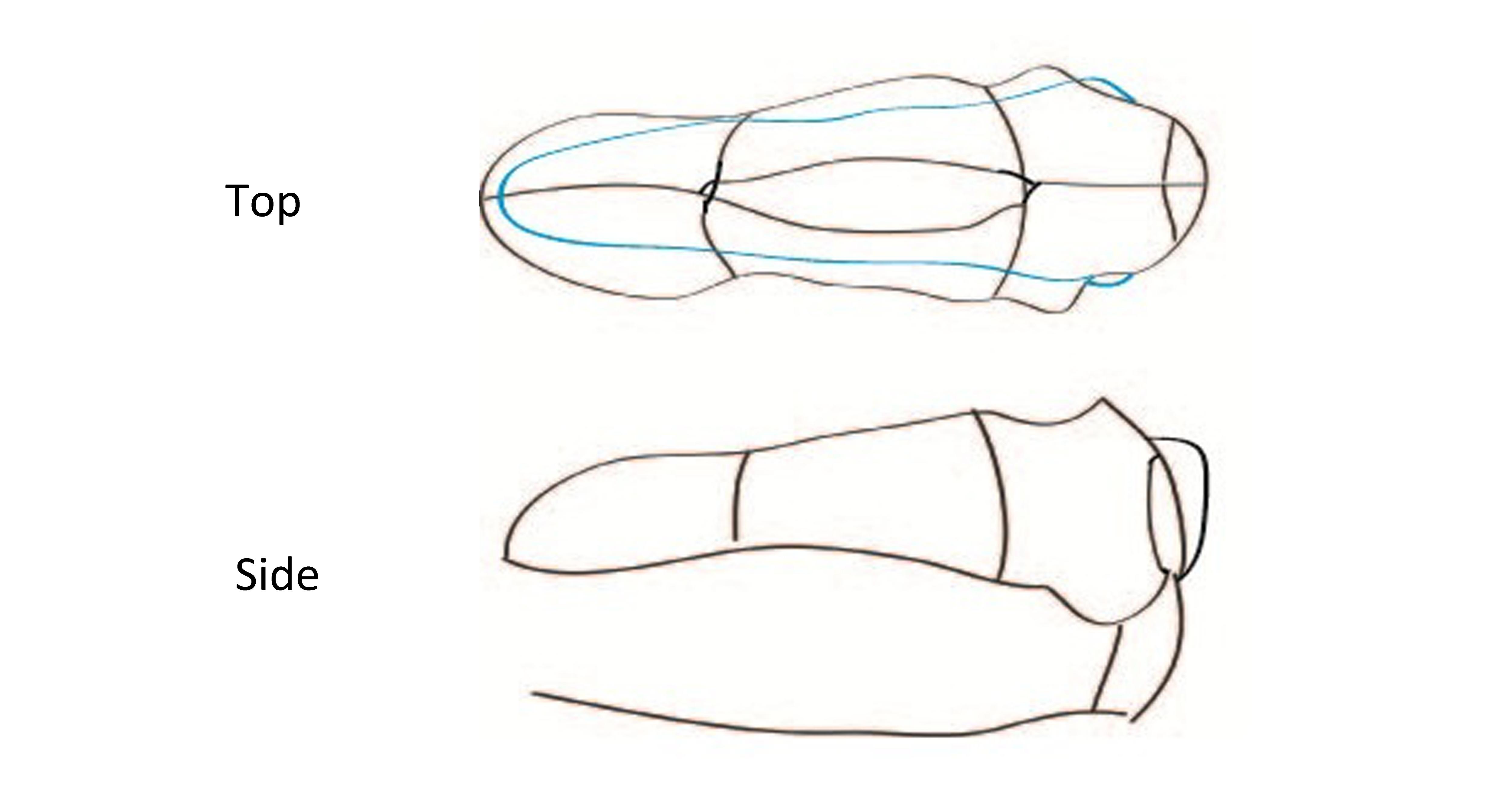 dino skull rough b luepint - step2 copy.jpg