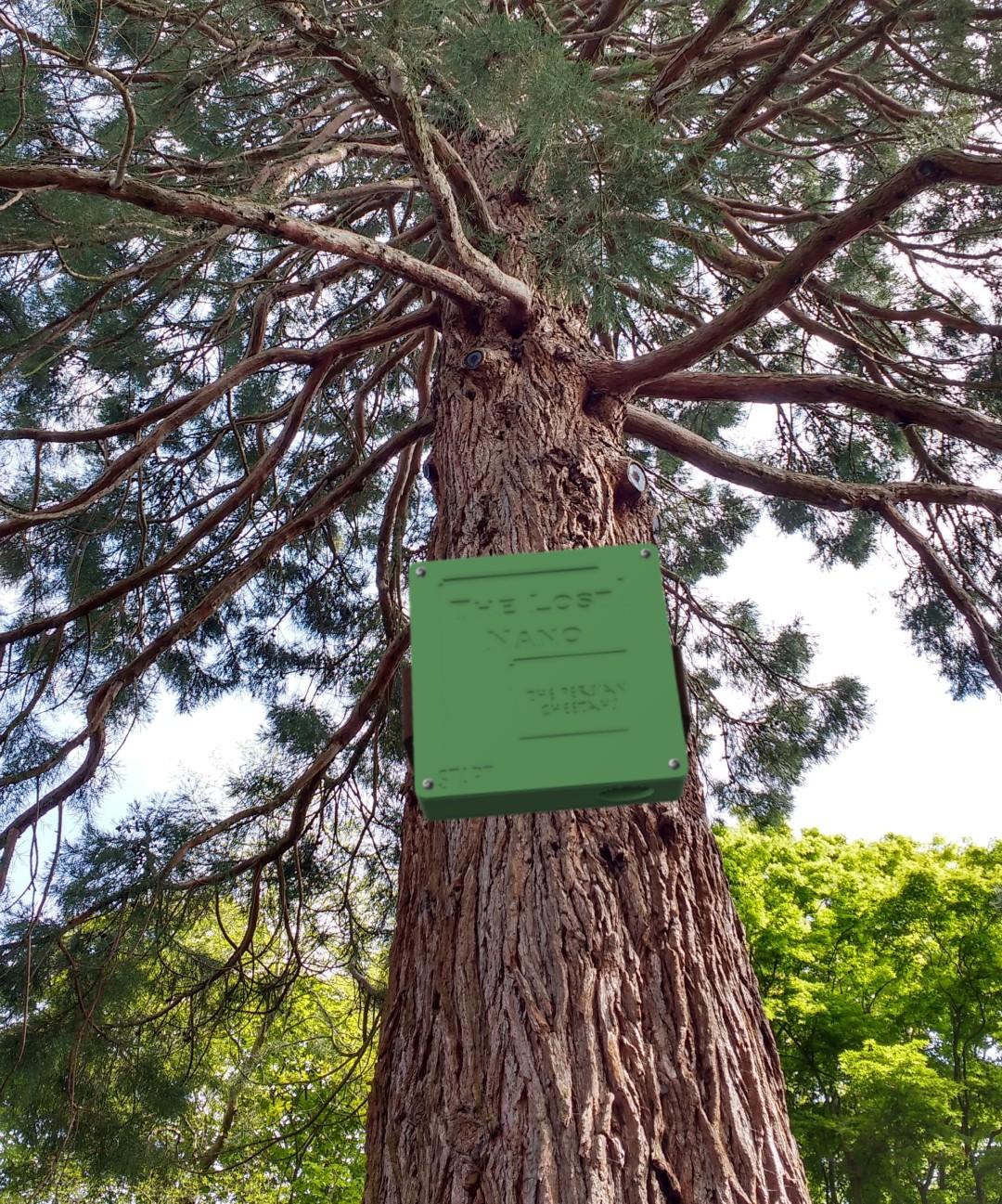low-angle-shot-pine-tree-with-lots-branches-needles-during-spring (1).jpg