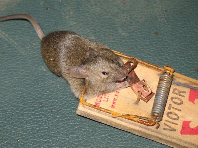 mouse_8613.jpg