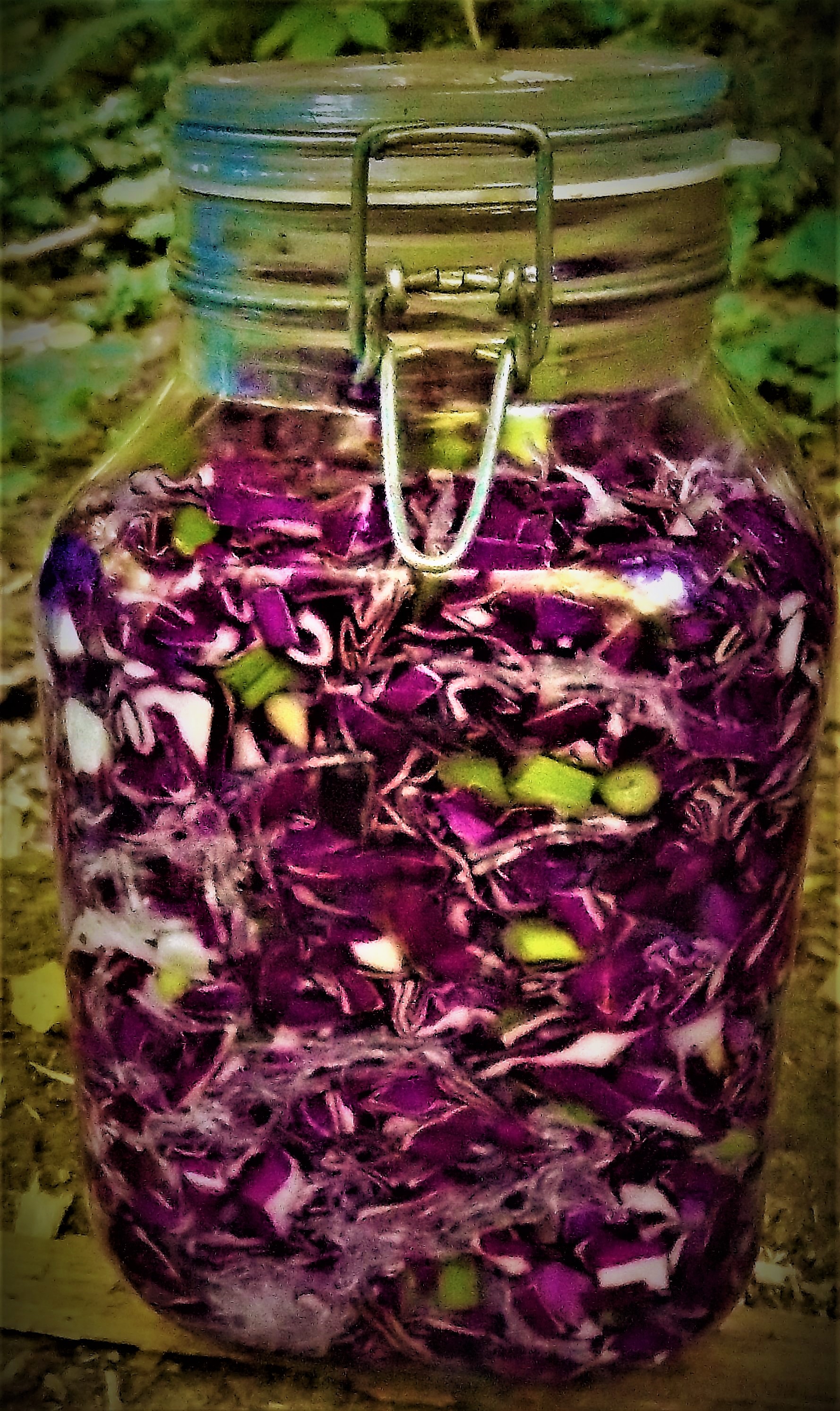 sauerkraut best red photo.JPG