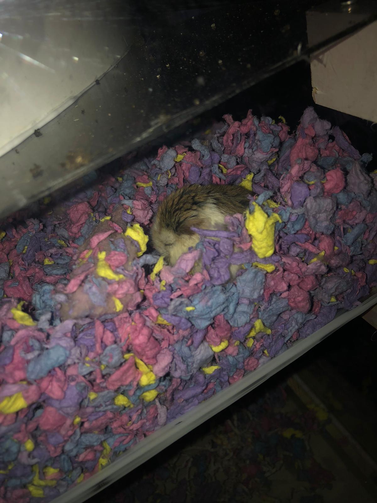 second level bed.jpeg