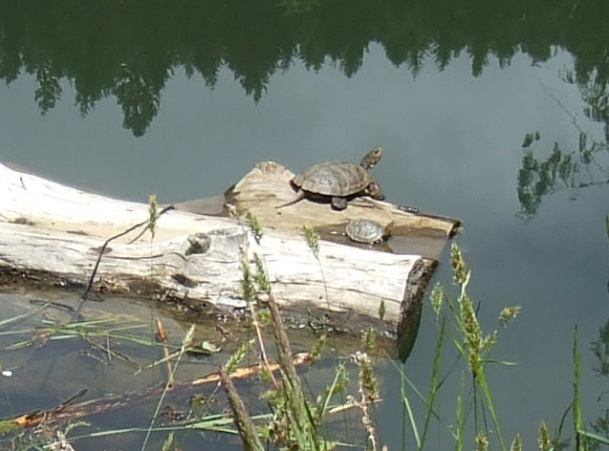 turtlemom-baby-sinkinglog.jpg