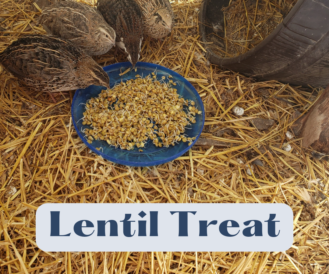 Lentil Treat