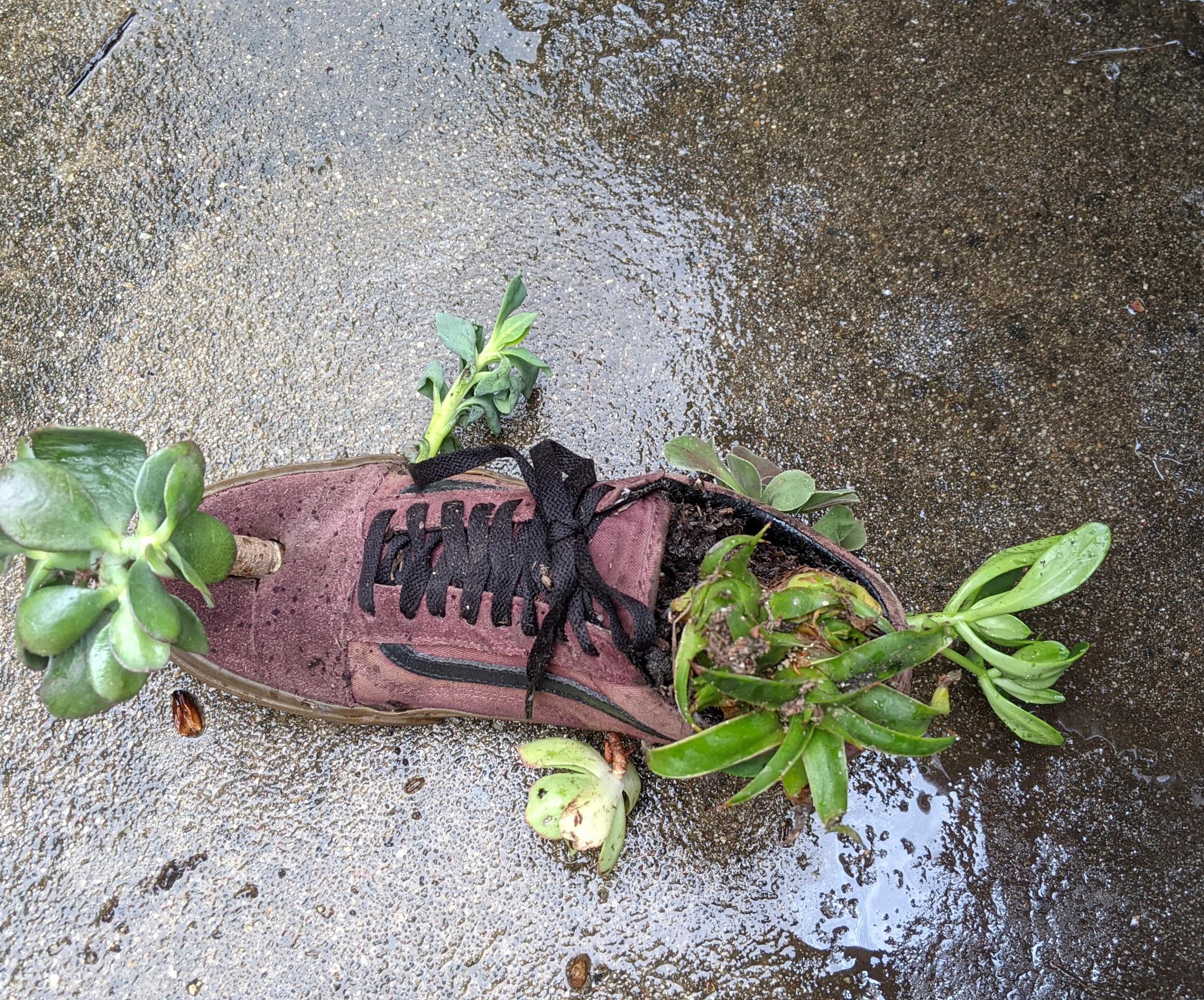 Succulent Shoe Planter