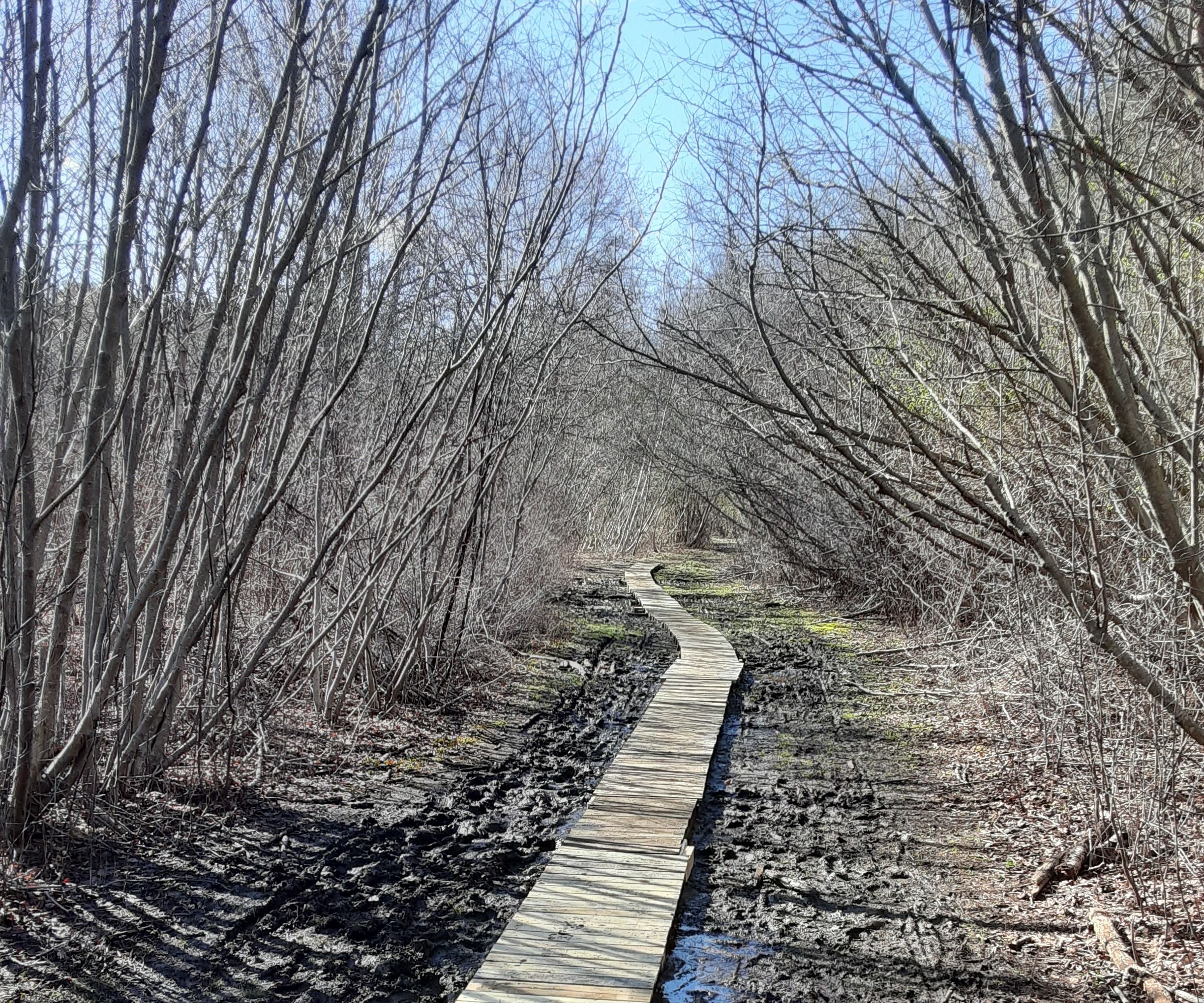 Upcycled  Nature Board Walk