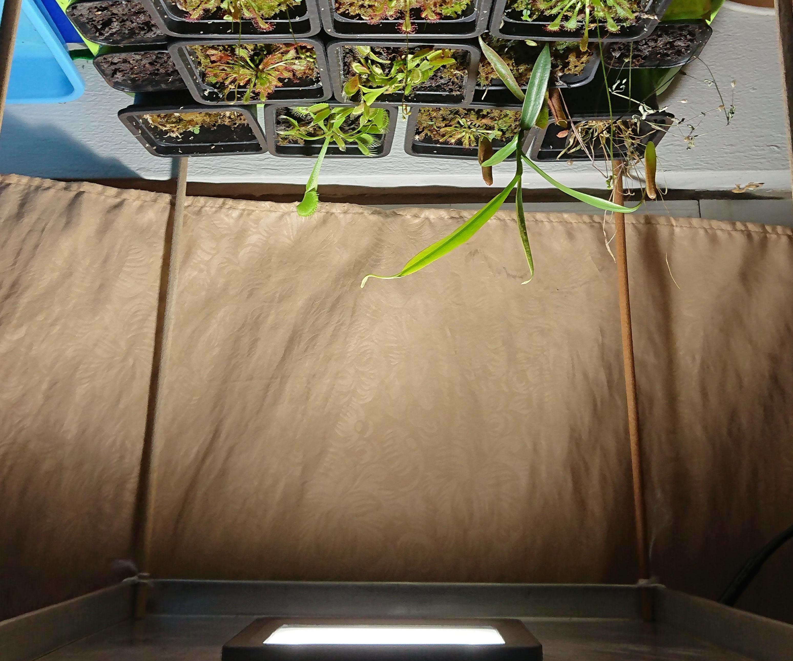 Supplementary Grow Light for Carnivorous Plants