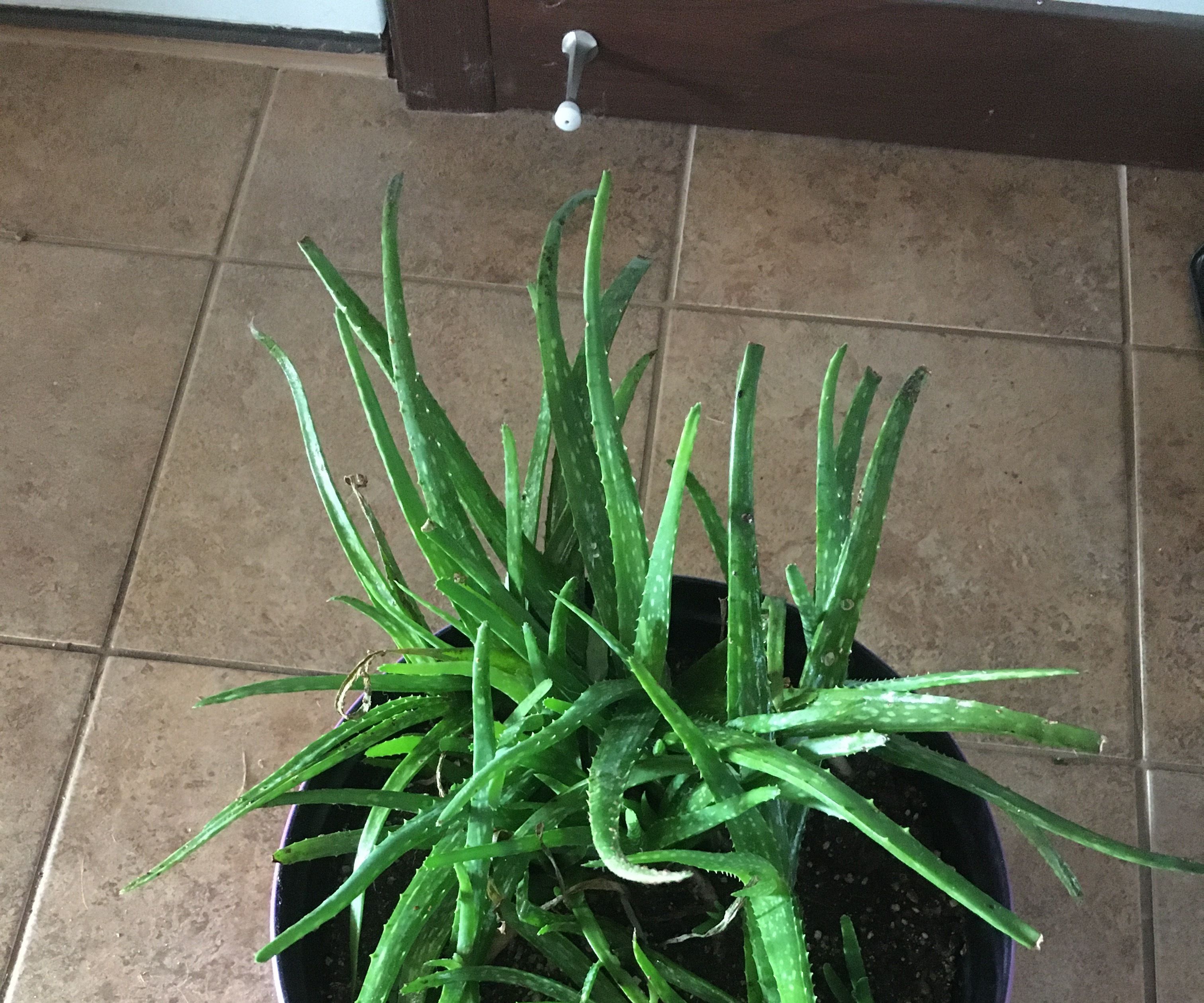 Oh No My Houseplant Is Sticky!