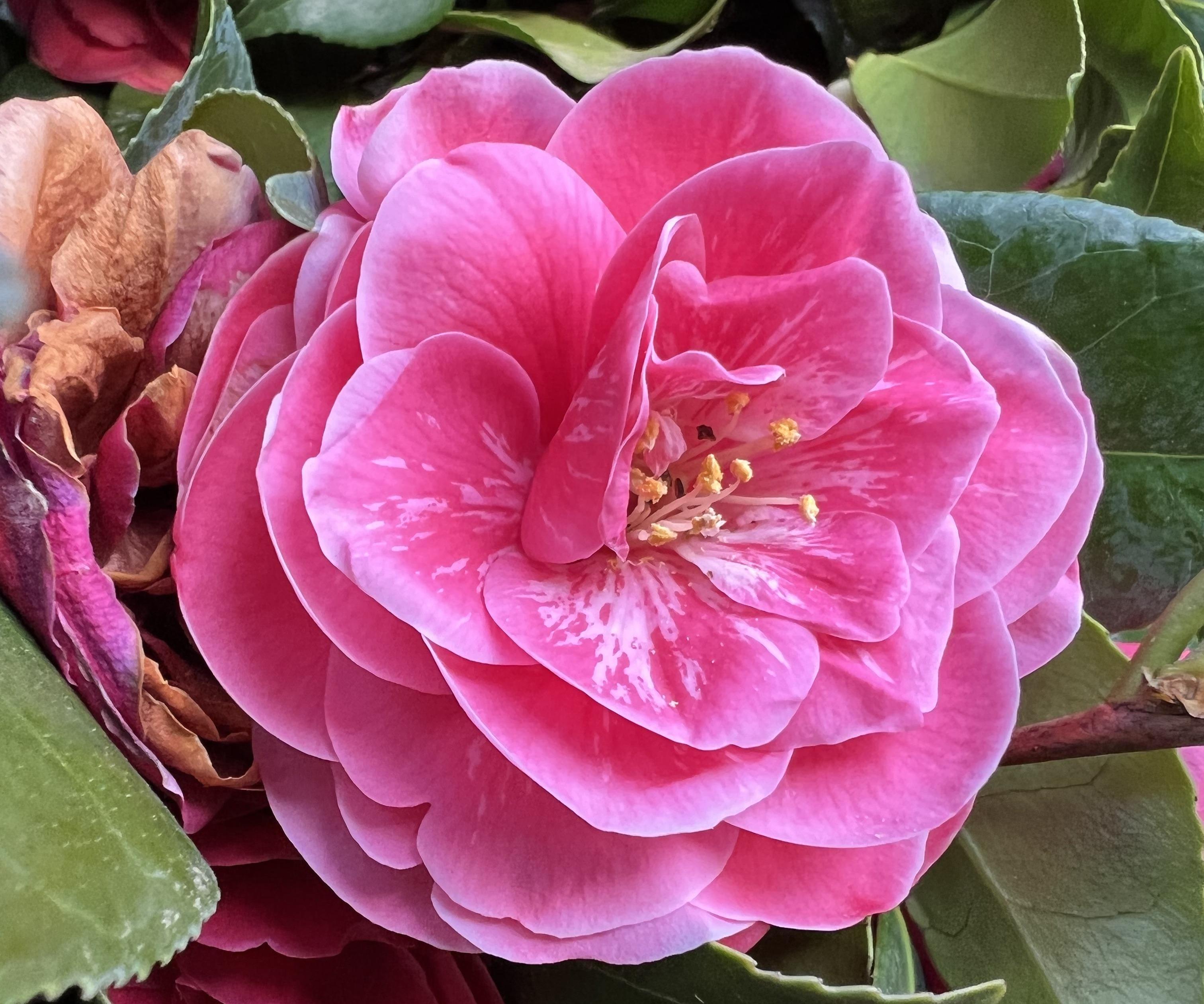 Manure Tea or Compost Tea