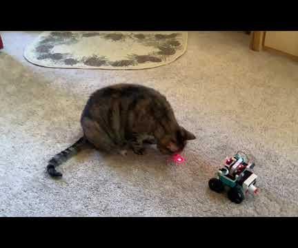 Animated Cat Toy