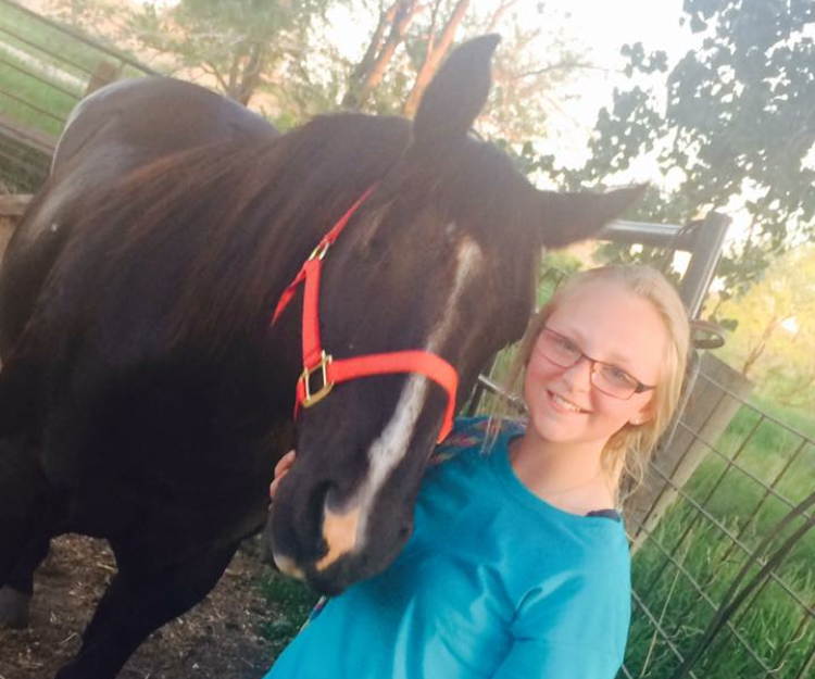 How to Properly Halter a Horse Introduction