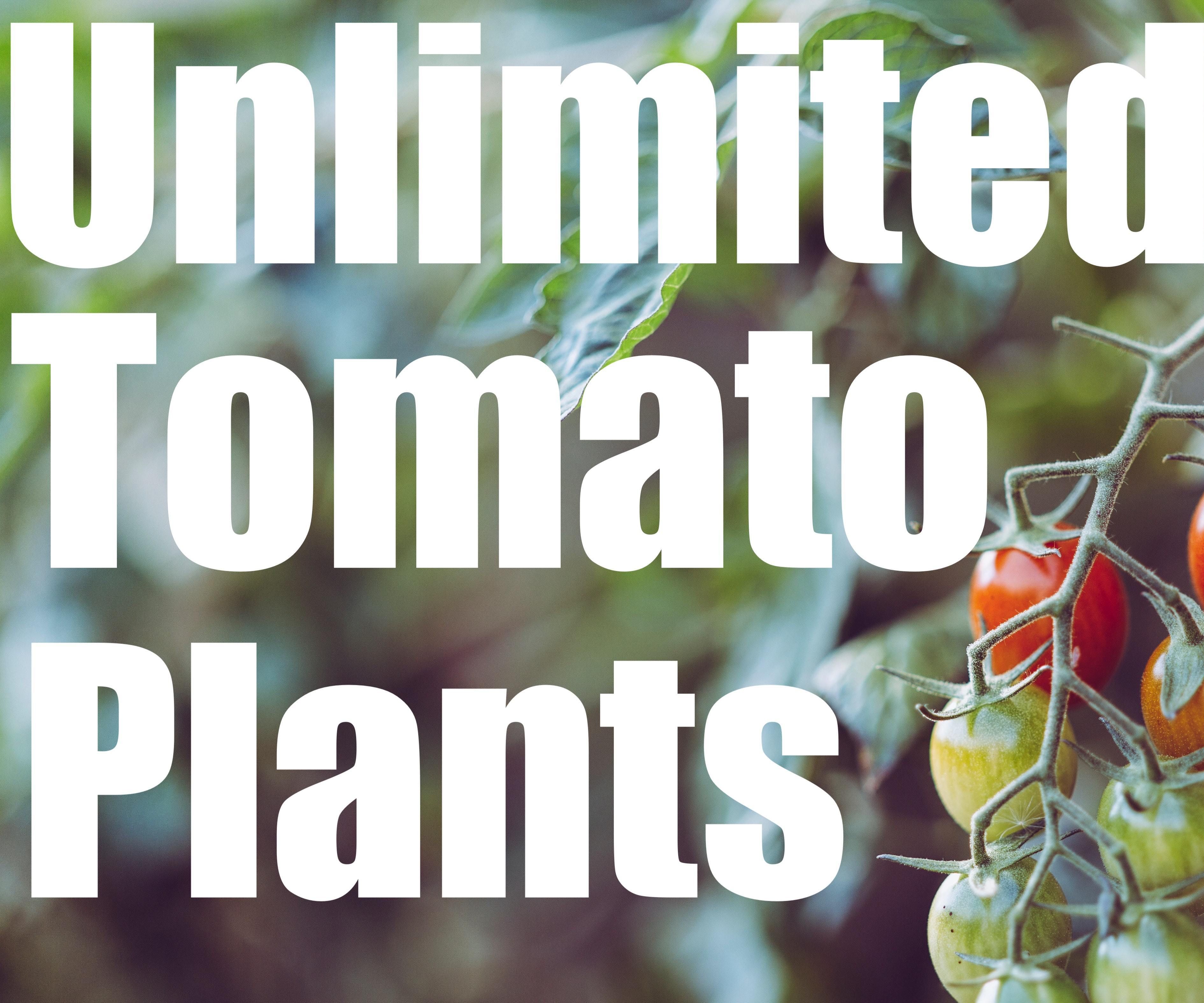 Unlimited Free Tomato Plants - Simple Garden Hack