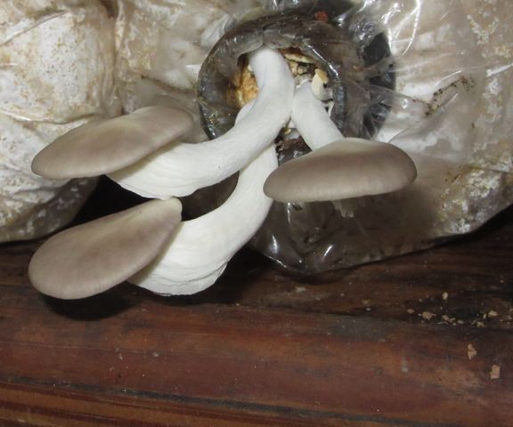 Low-tech Oyster Mushrooms Culture