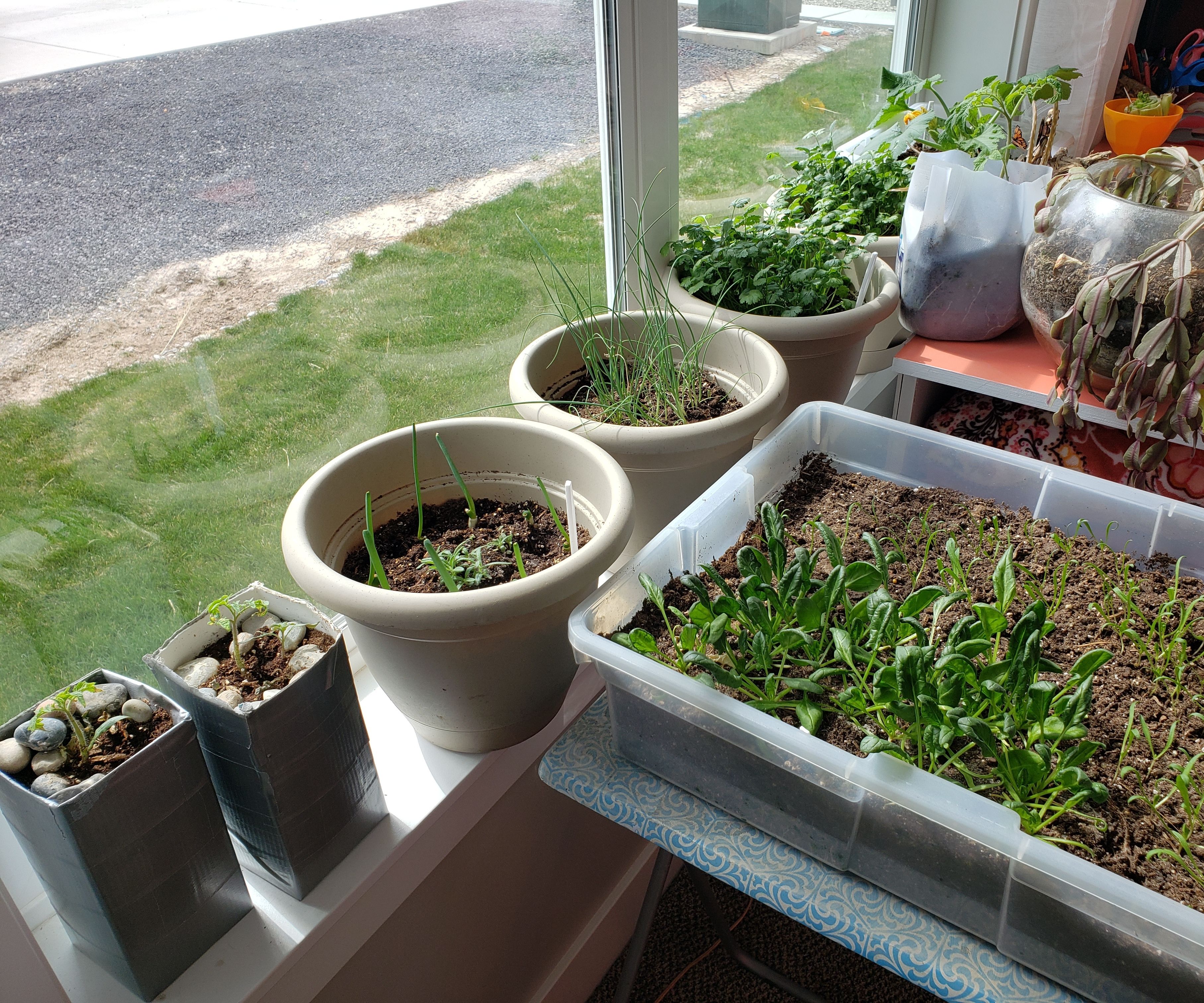 Indoor Garden in the North