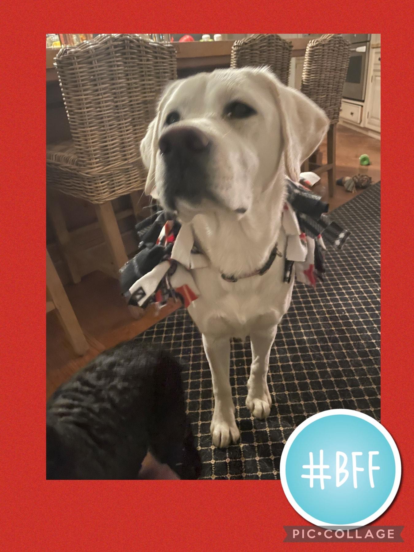 How to Make Dog Blankets