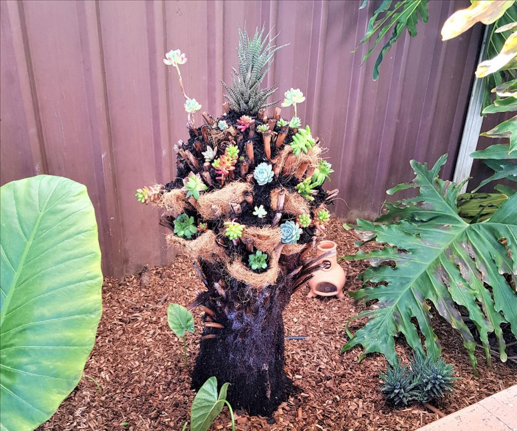 Tree Fern Planter