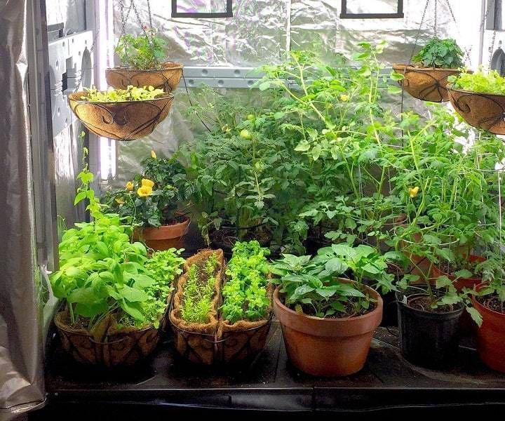 Grow Tent for Vegs at Home on Budget