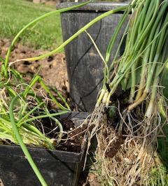 Starting Onions from Seed