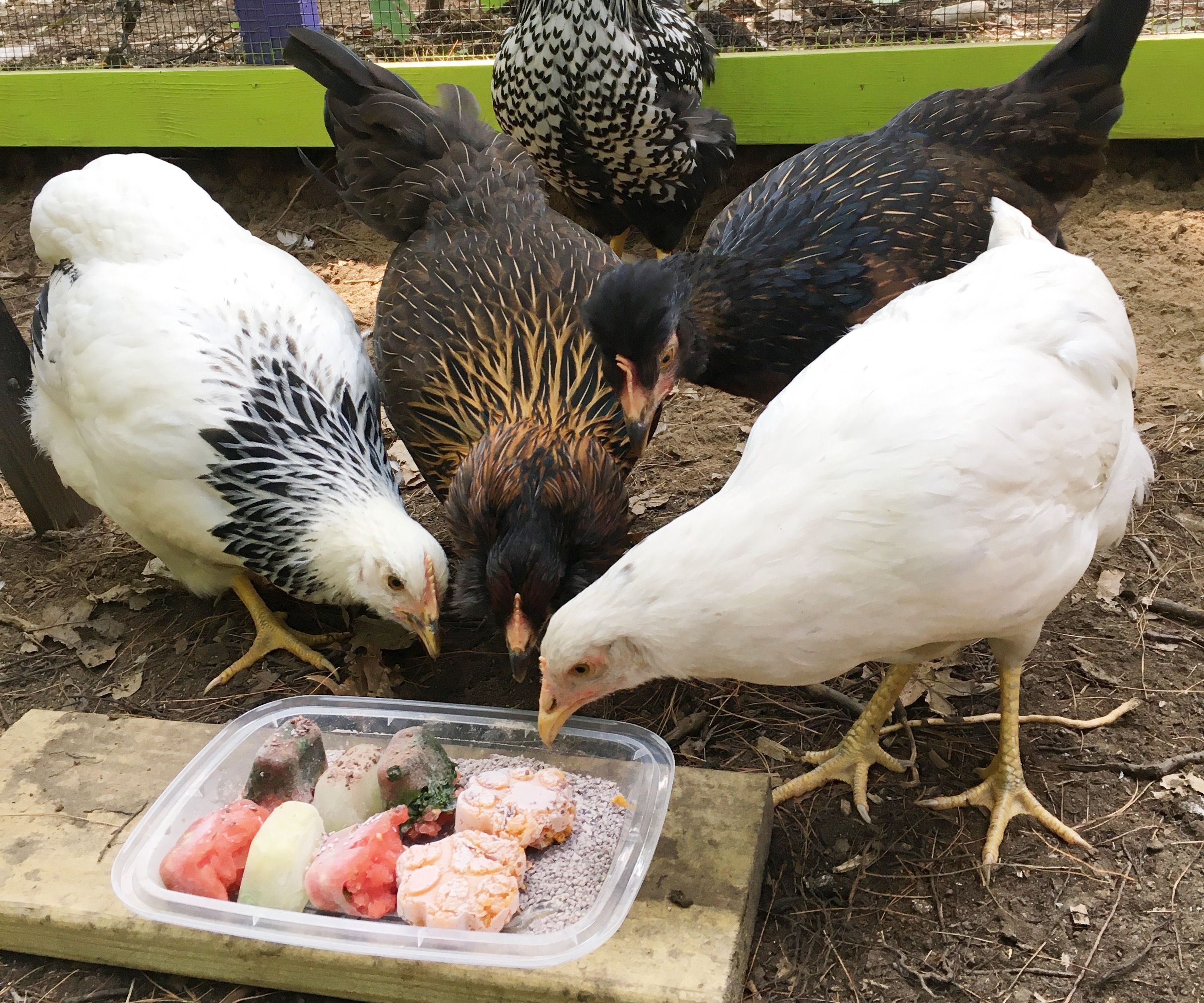 Frozen Treats for Backyard Chickens