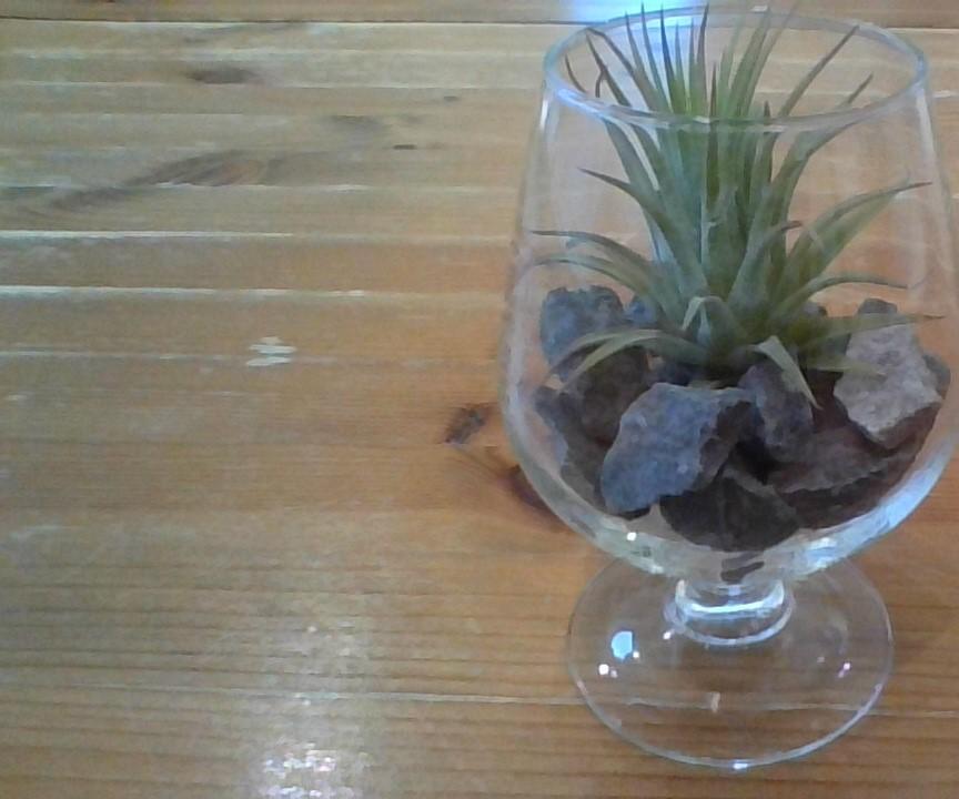 Easy Whine Glass Terrarium