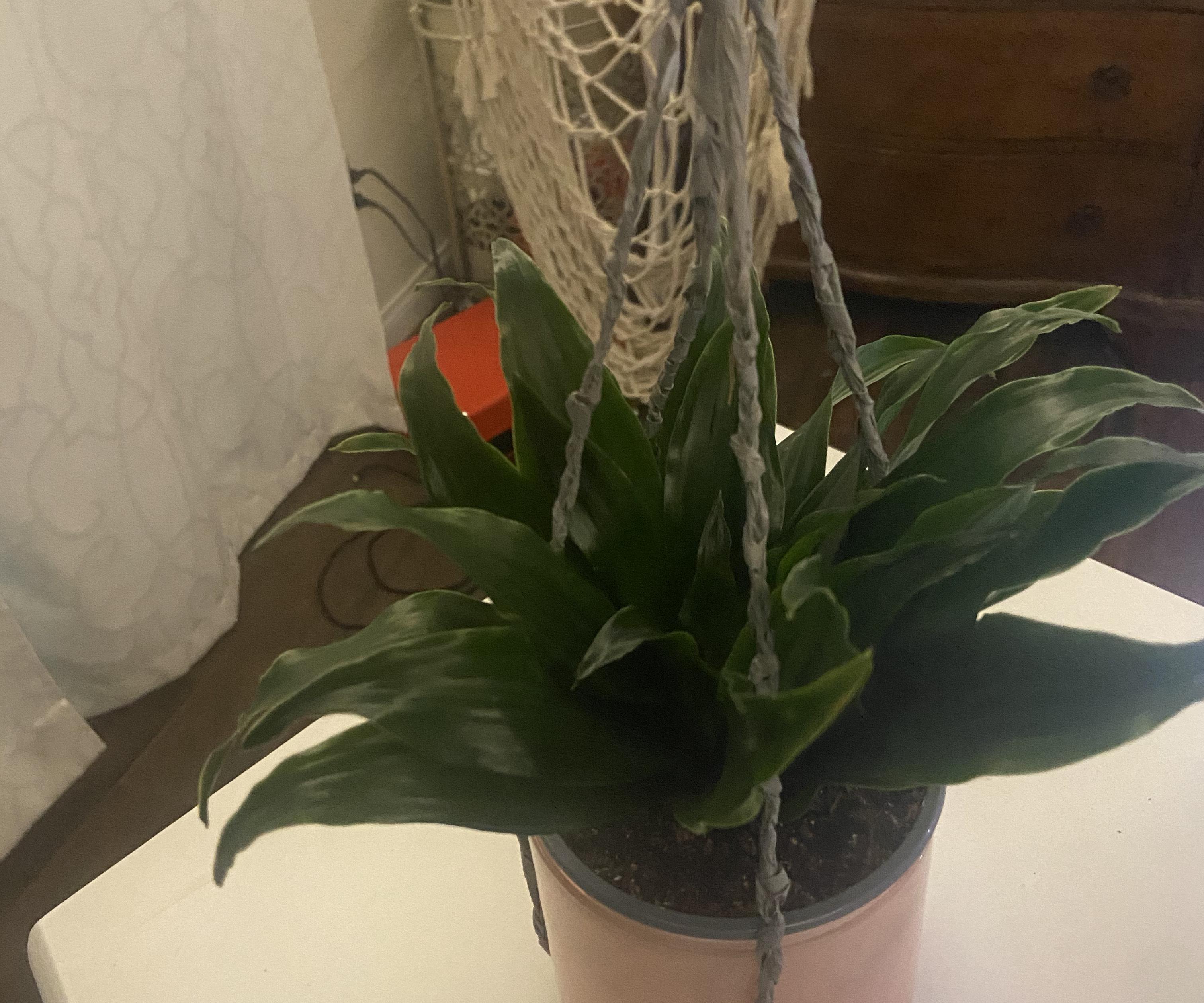 Hanging Planter From Trash