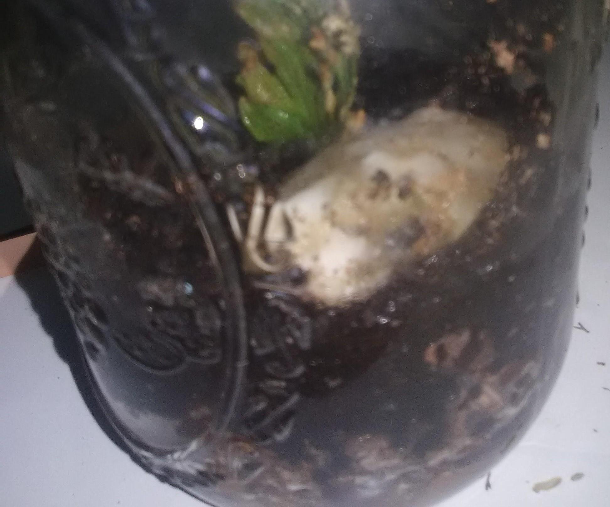 How to Propagate Dino Plants