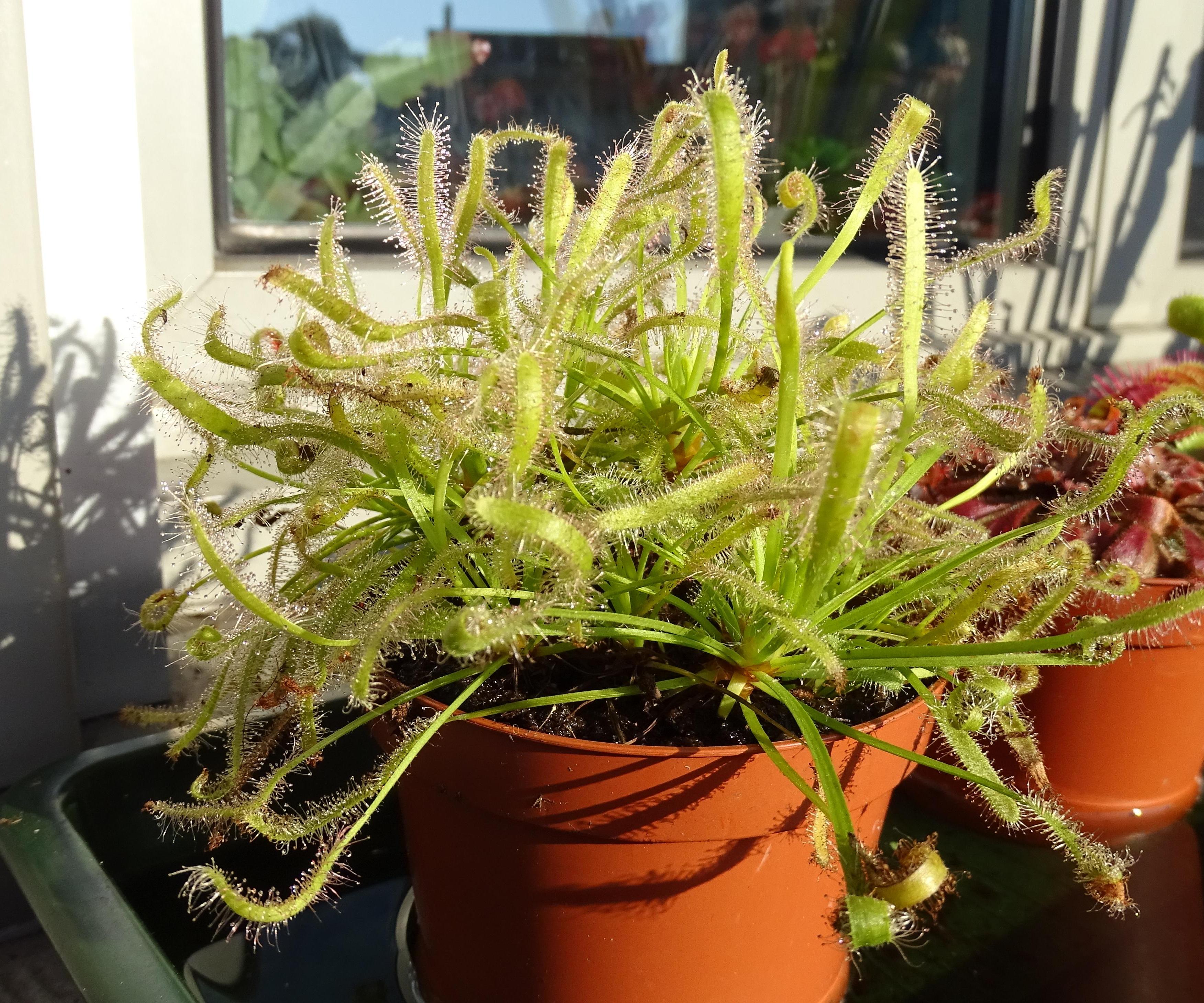 My First Watering System