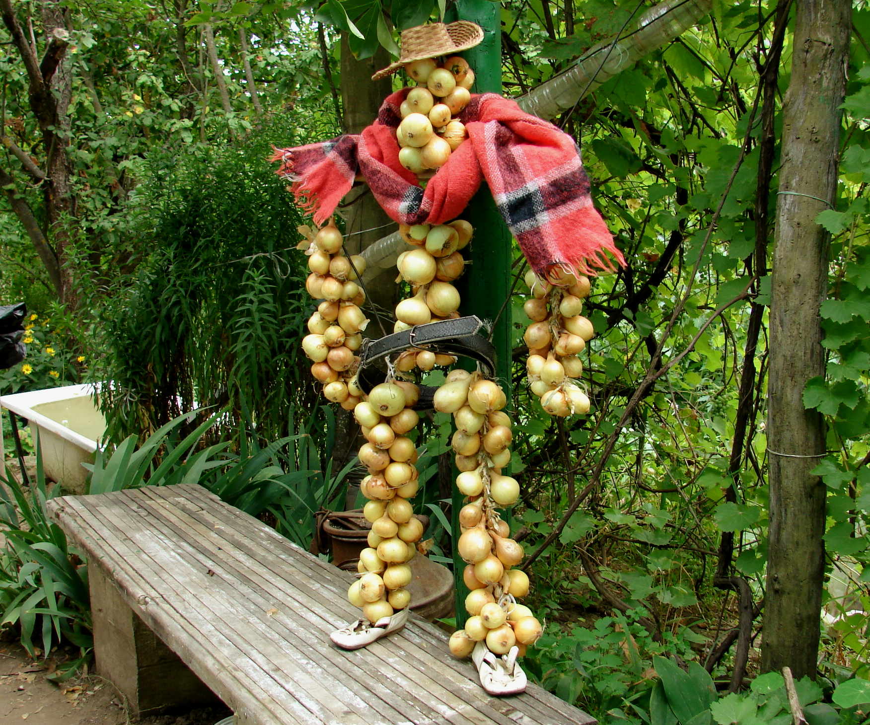 Onion Man (solar Dryer)