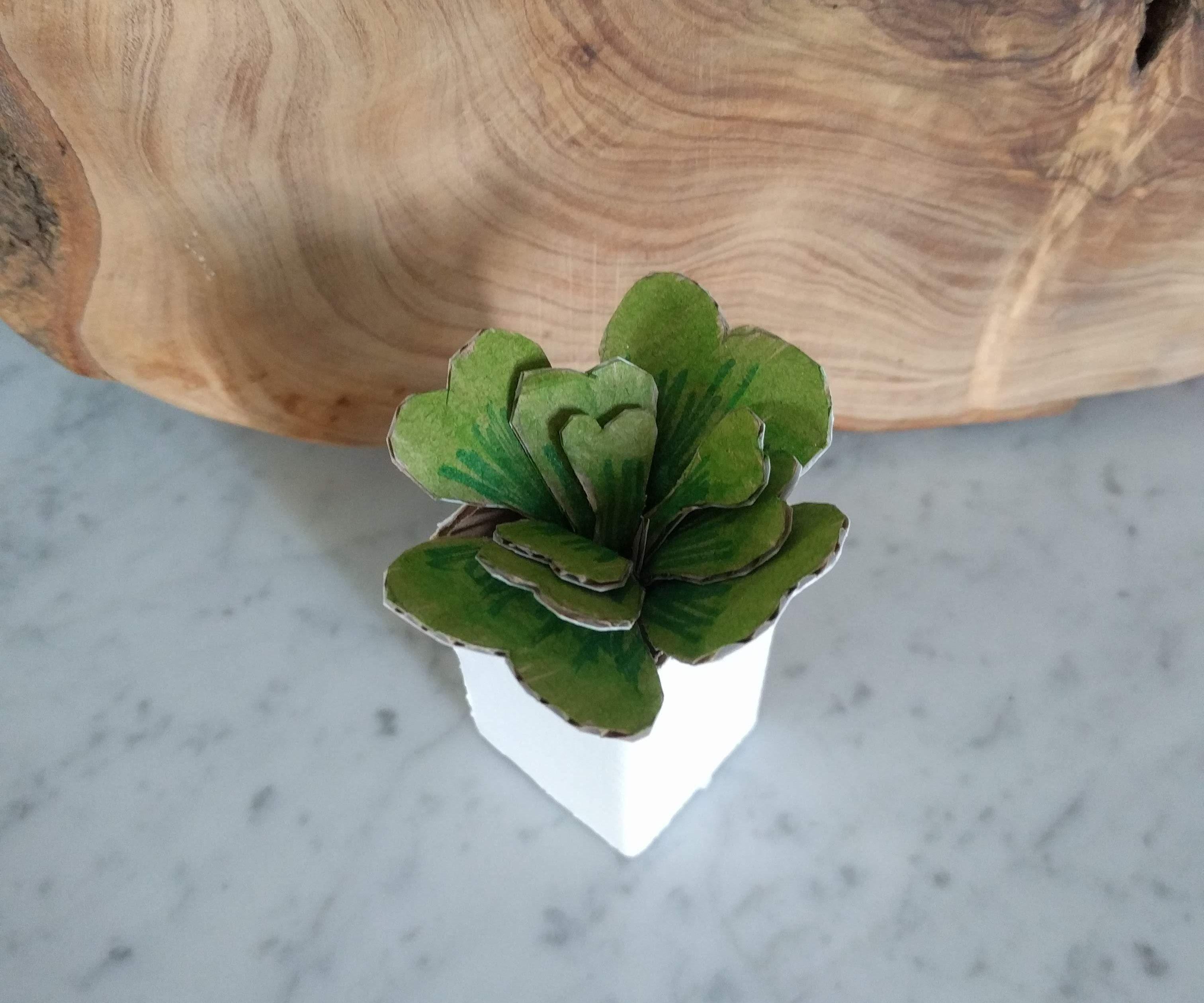 Cardboard Succuent Decoration