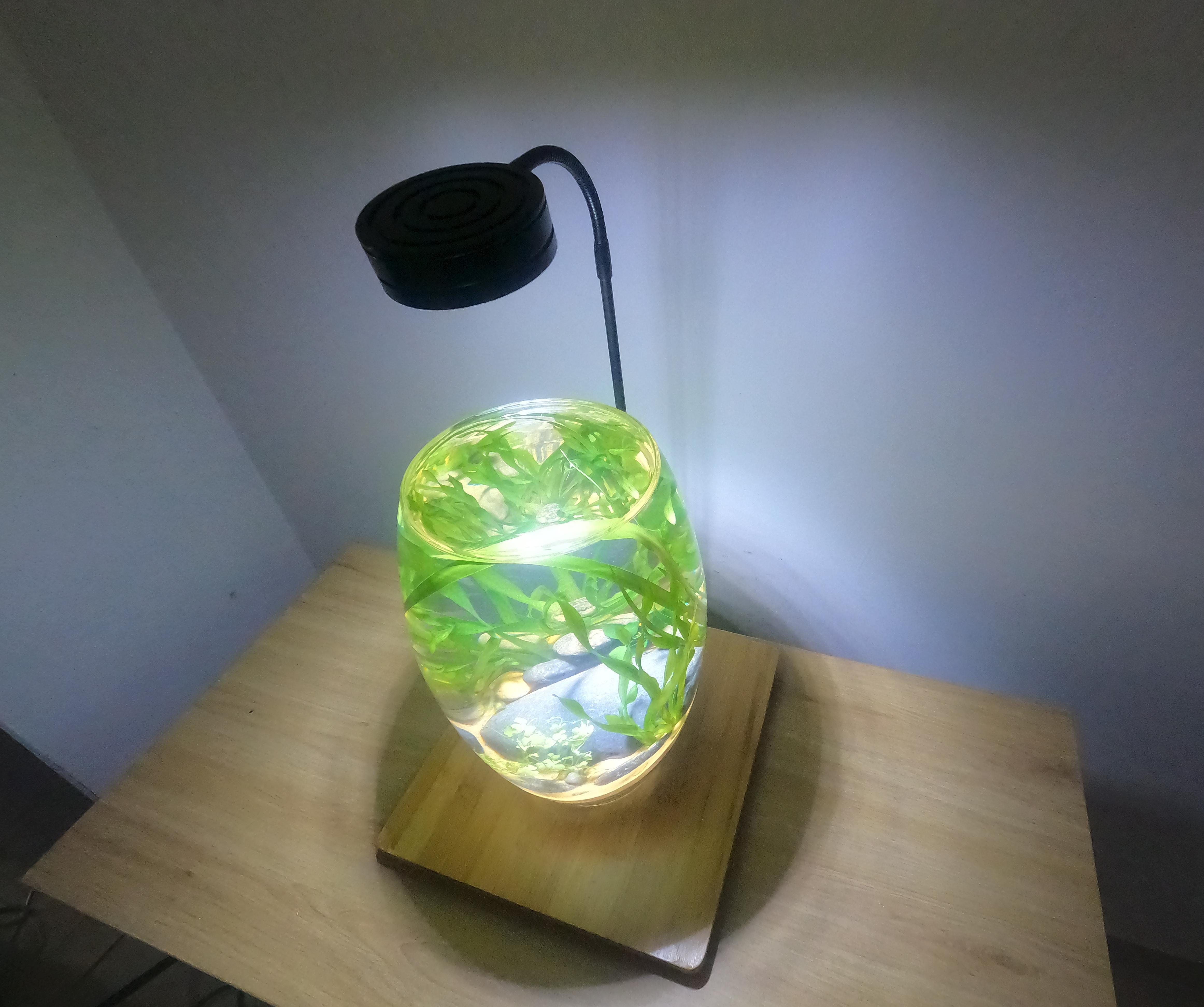 How to make planted aquarium fish tank non filter easy for beginners at home