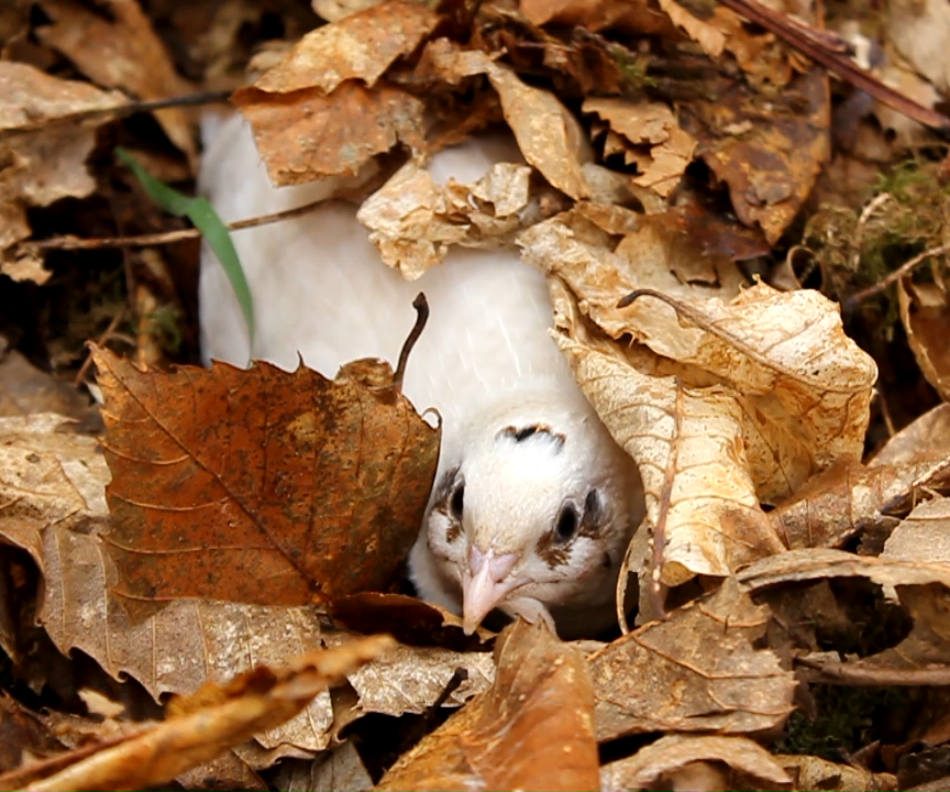 Greenhouse Extension - Making a Safe Living, Nesting & Brooding Area for Organic Coturnix Quail