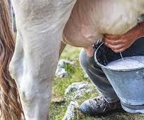 Milkin' a Cow