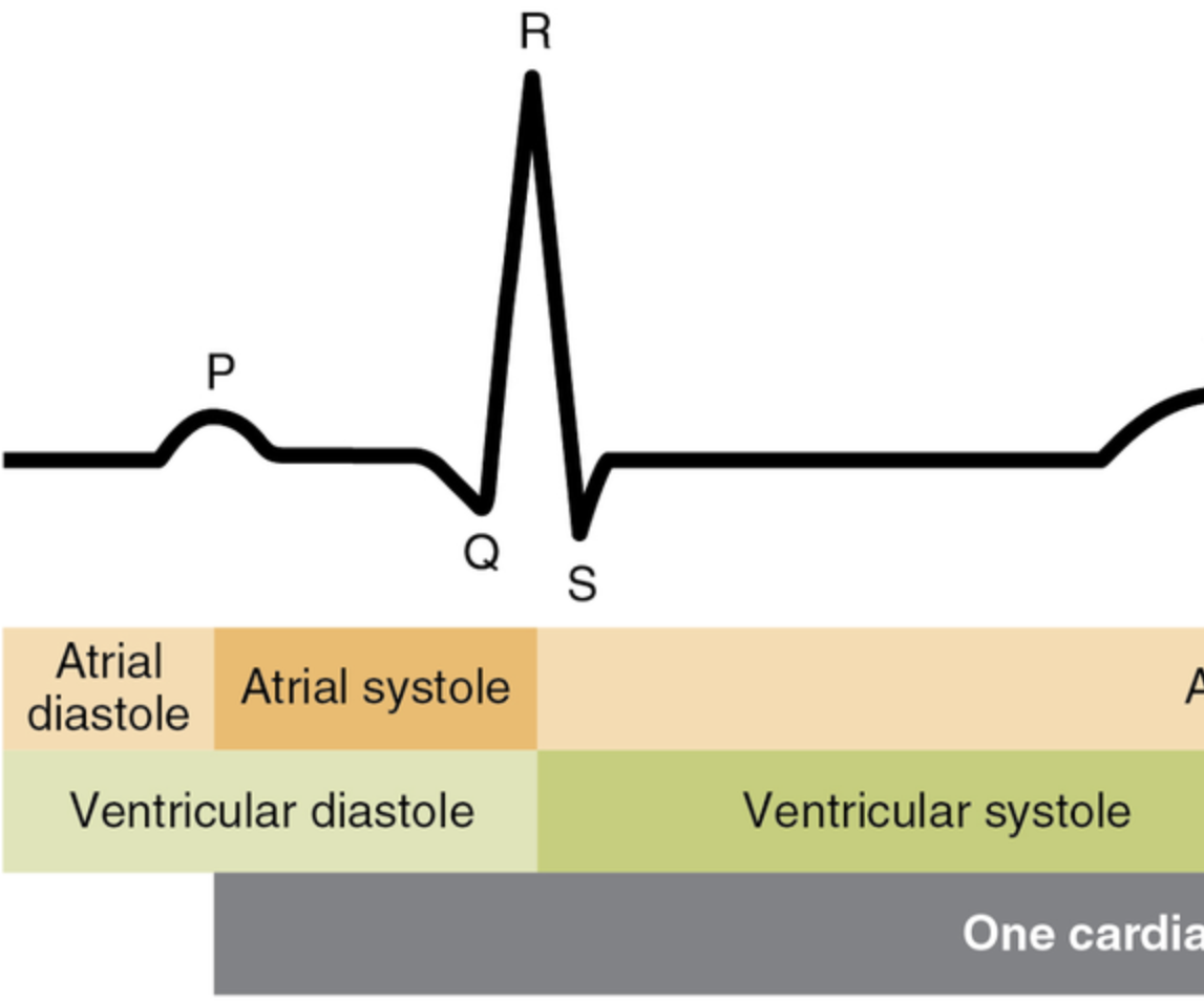 Make an ECG!