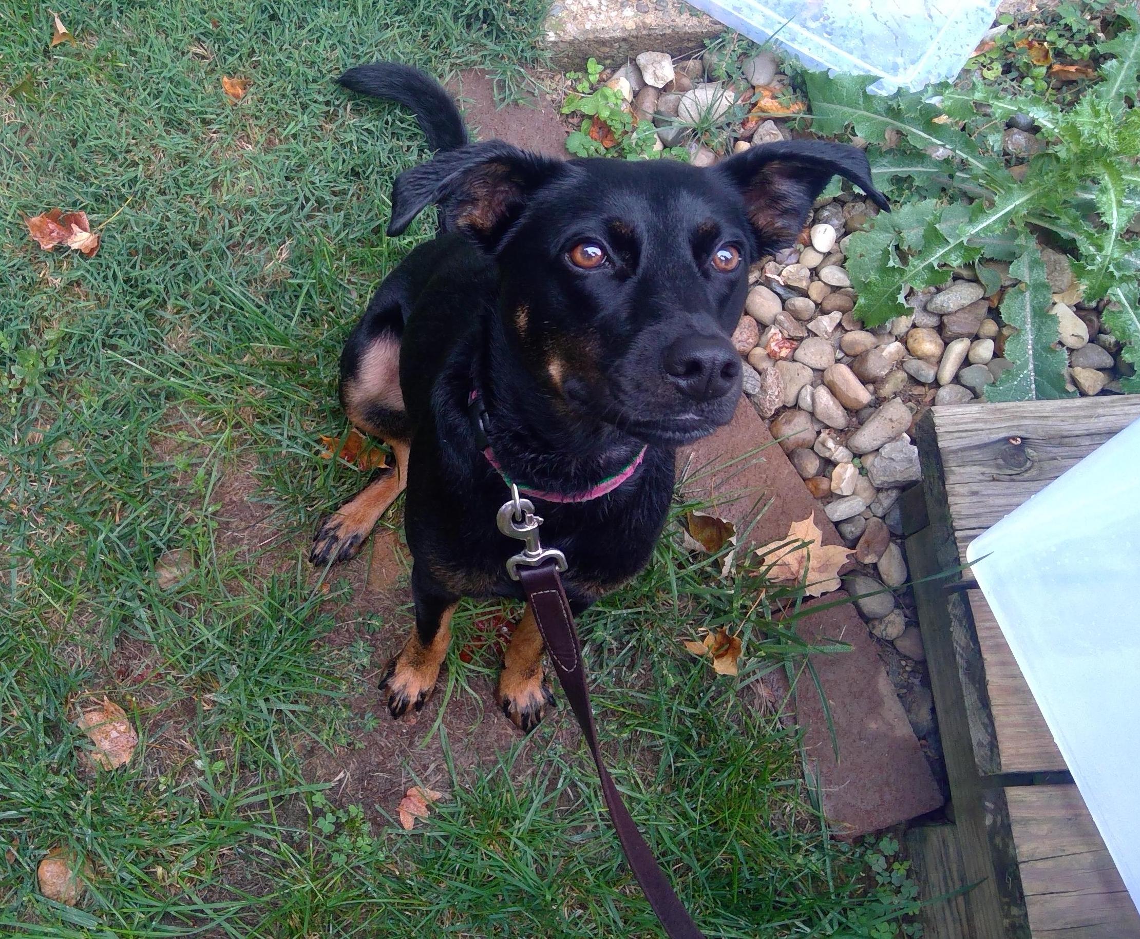 How to Wash Your Dog in 10 Easy Steps