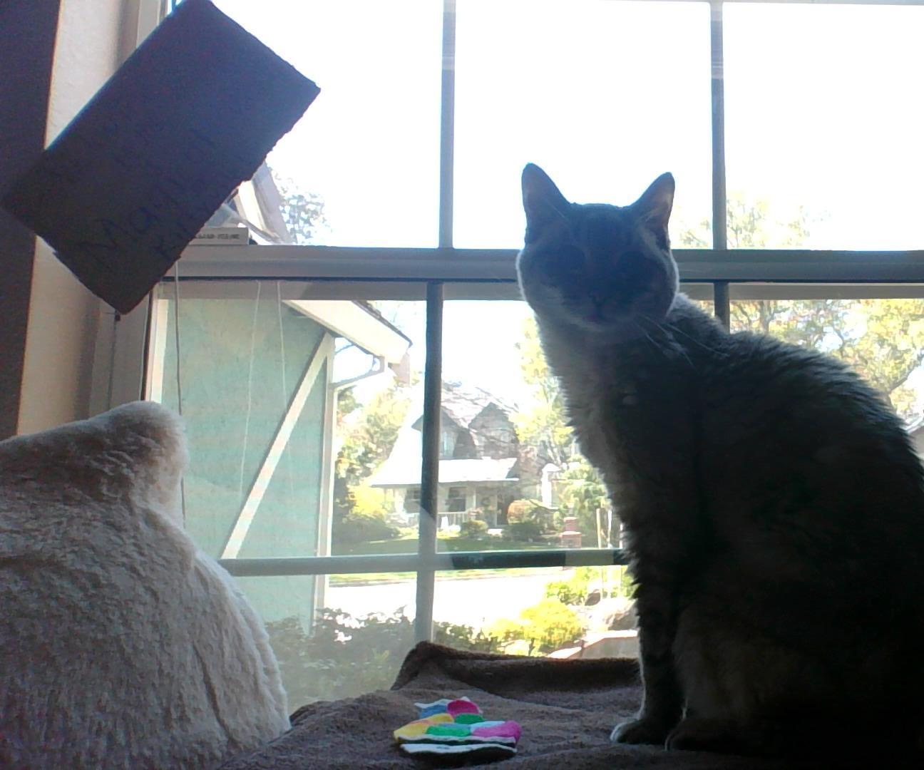 How to Make an Old Cat Happier